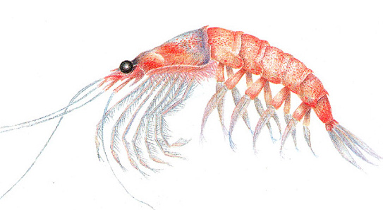 Pictures Of Krill - Free Krill pictures 